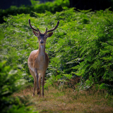 20210721_Anja_Amsterdamse-waterleidingduinen_6498_Expo-30x30-_WEB_2