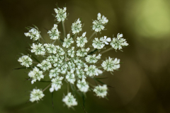 witte_bloem_MG_5450_web_vs2-scaled