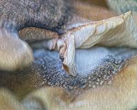 Abstract_paddenstoel_WEB_5666