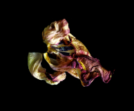 20220330_Tulpen_9463-bewerkt