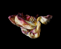 20220330_Tulpen_9462-2