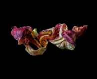 20220330_Tulpen_9462