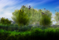 20A0726_2-Multiple_Exposure_Bomen_met_Vogels