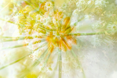 2025_Marly_double-exposure_web-Juli-7