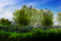 20A0726_2-Multiple_Exposure_Bomen_met_Vogels