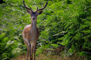 Natuur Anja