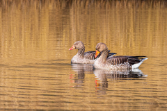 Anja_20210303_Vogelhut-Prielenbos_5005-website