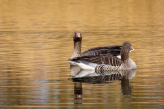 Anja_20210303_Vogelhut-Prielenbos_5095-website