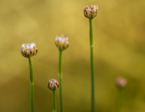 20200416_Bloemen_Tuin_2170_bewerkt