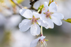 Anja_20230405_Keukenhof_WEB_5239