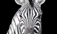 DIEREN DICK