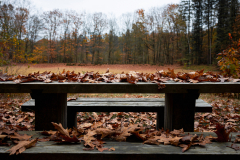 Anja-20241031_Drenthepad_5776