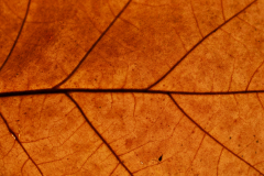 Anja-20241031_Drenthepad_5801