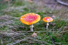 Anja-20241031_Drenthepad_5836