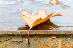 Marly_Herfst_Sinderen_slangenburg_Lamar_02-29-03