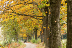 Marly_Herfst_Sinderen_slangenburg_Lamar_04-