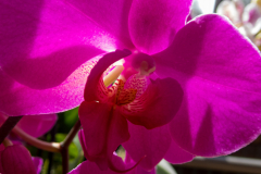 04-Annelize-Keukenhof