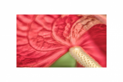 Arthur_20A2413_keukenhof_Anthurium