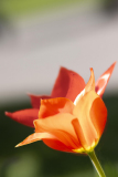 Arthur_20A2434_Keukenhof_Tulip