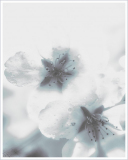 Arthur_20A2439._keukenhof_Bloessempsd