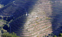 LANDSCHAP DICK