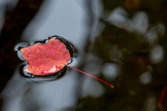 Serie 4 - Blaadjes Annelize