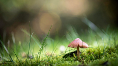 Paddestoel_20171005_MG_0128_web-edited-scaled