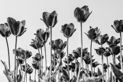 06-Annelize-Tulperij