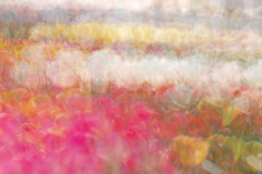 Anja-20240501_Tulperij_WEB_1043